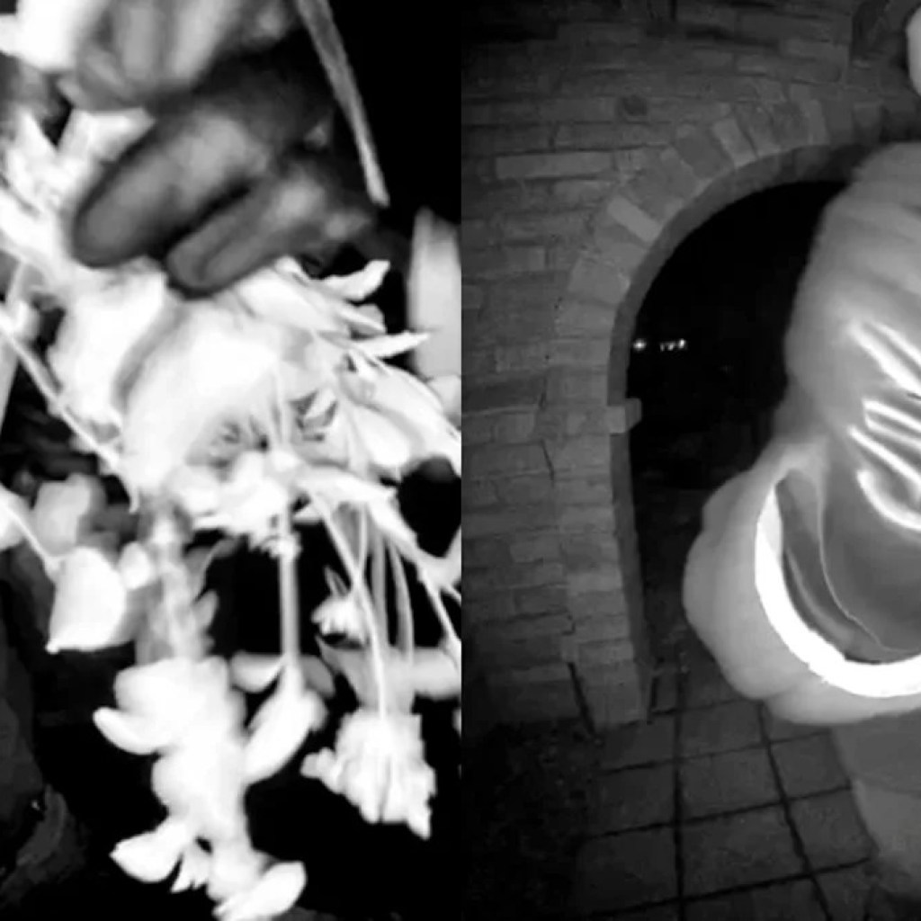 New Evidence: Google Nest Photos Show Suspect at Nancy Guthrie’s Home on Two Nights New Evidence: Google Nest Photos Show Suspect at Nancy Guthrie’s Home on Two Nights