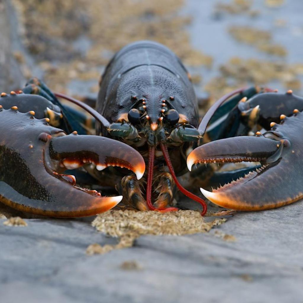 Despite Nvidia claims, Chinese smugglers have used live lobsters and fake baby bumps to traffic electronics Despite Nvidia claims, Chinese smugglers have used live lobsters and fake baby bumps to traffic electronics