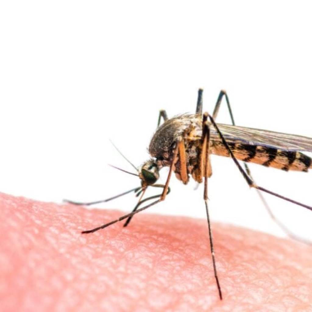 How Google Plans to Release 32 Million AI-Bred Mosquitoes in Florida and California to Reduce Population How Google Plans to Release 32 Million AI-Bred Mosquitoes in Florida and California to Reduce Population