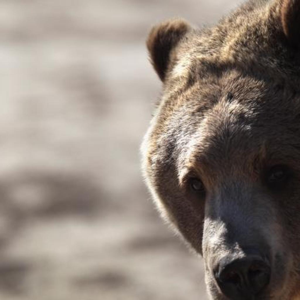 WSU, Google researchers find AI can streamline wildlife tracking, cutting time from months to days WSU, Google researchers find AI can streamline wildlife tracking, cutting time from months to days
