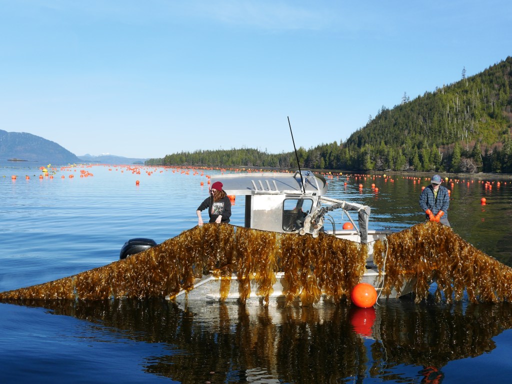 Seaweed Aquaculture Environmental and Economic Value | Episode 33 Seaweed Aquaculture Environmental and Economic Value | Episode 33