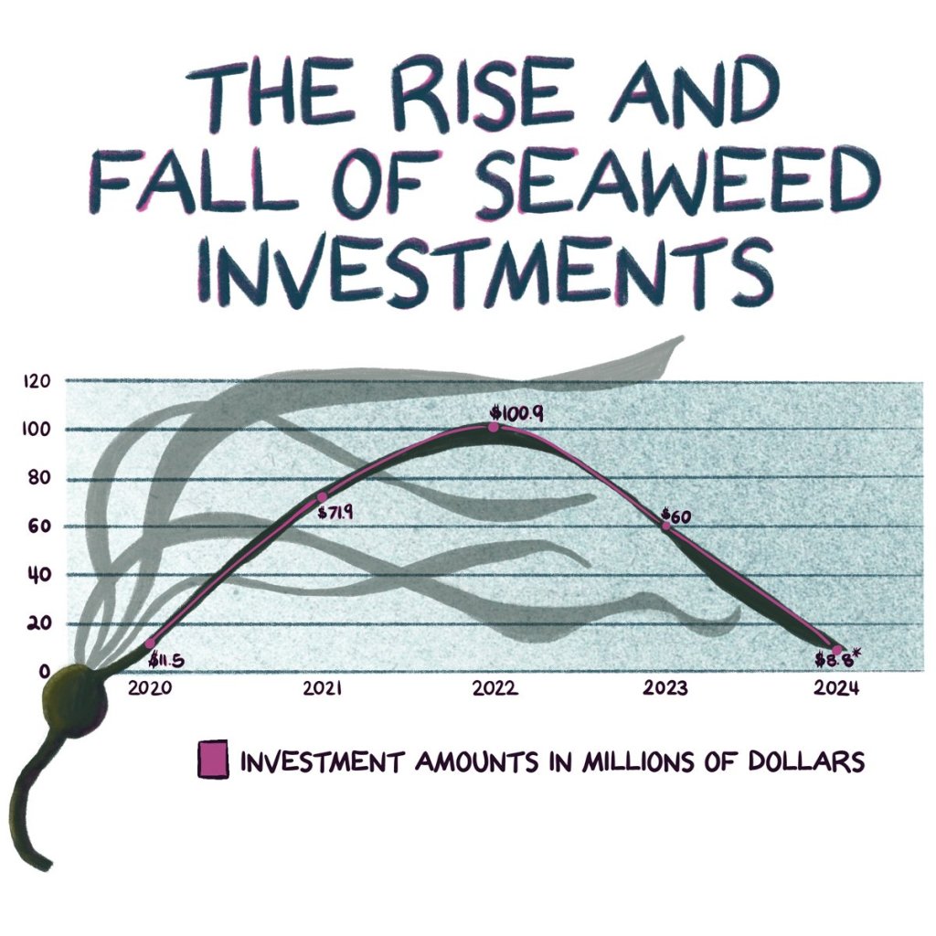 Will Seaweed Farming Fulfill its Potential as a Climate Change Solution? Will Seaweed Farming Fulfill its Potential as a Climate Change Solution?