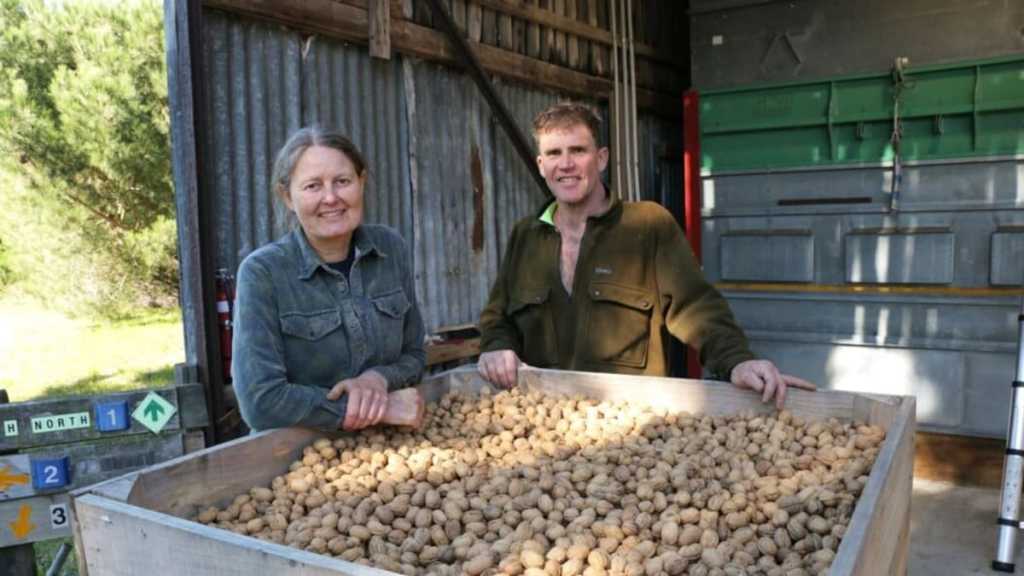 Walnuts: Harvesting a busy time at Canterbury orchard Walnuts: Harvesting a busy time at Canterbury orchard