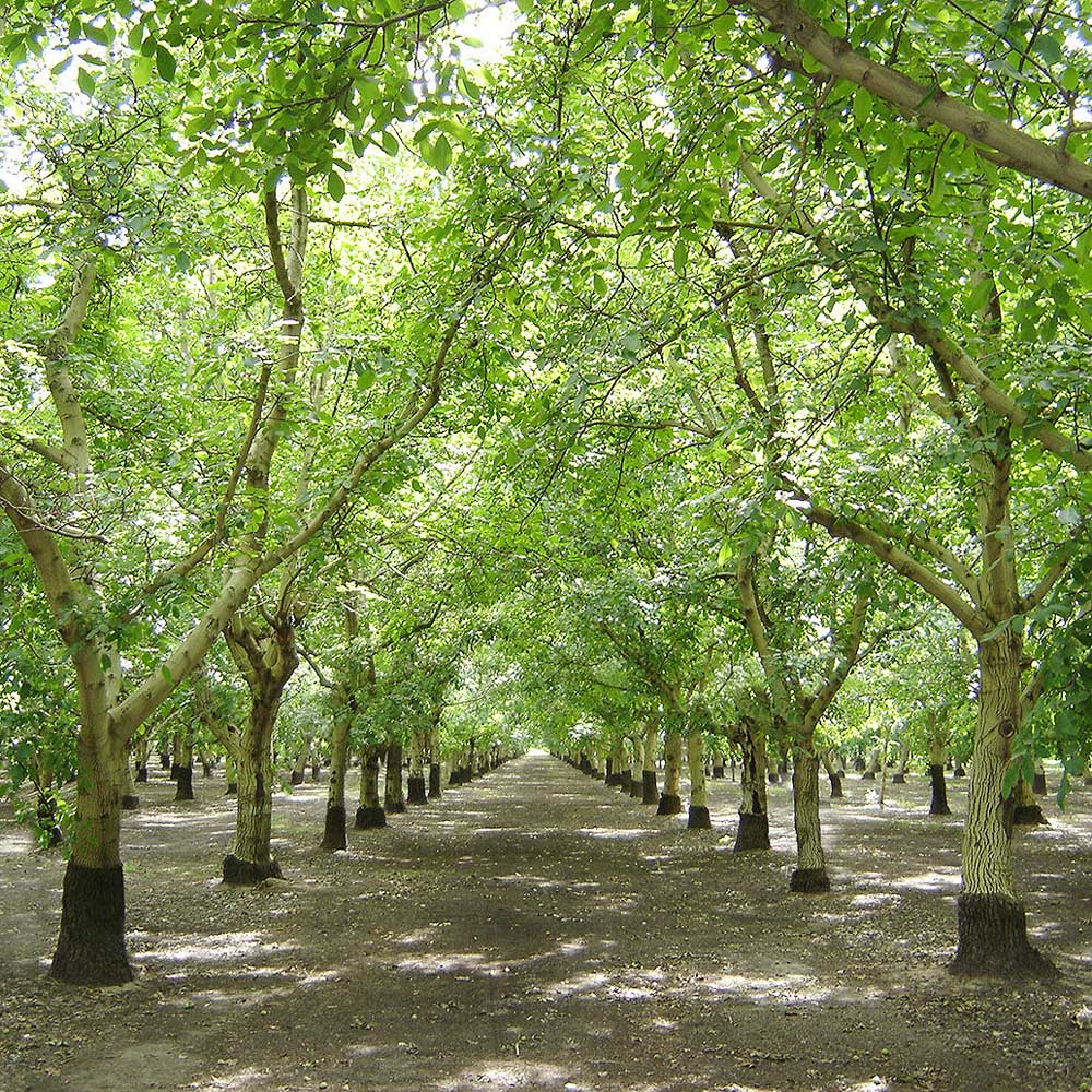Economists: Smaller crop could drive up walnut prices Economists: Smaller crop could drive up walnut prices
