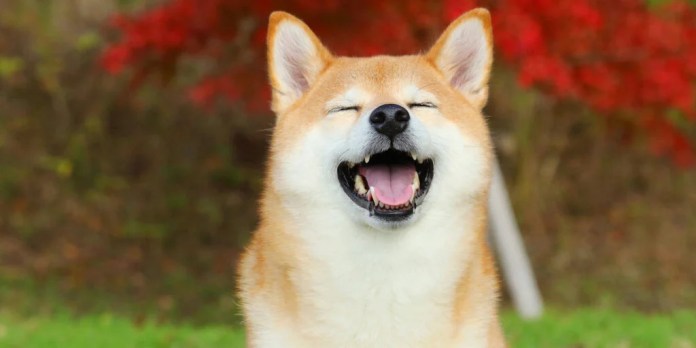 The Year in Dogecoin: Elon Musk’s Favorite Crypto Makes a Comeback The Year in Dogecoin: Elon Musk’s Favorite Crypto Makes a Comeback