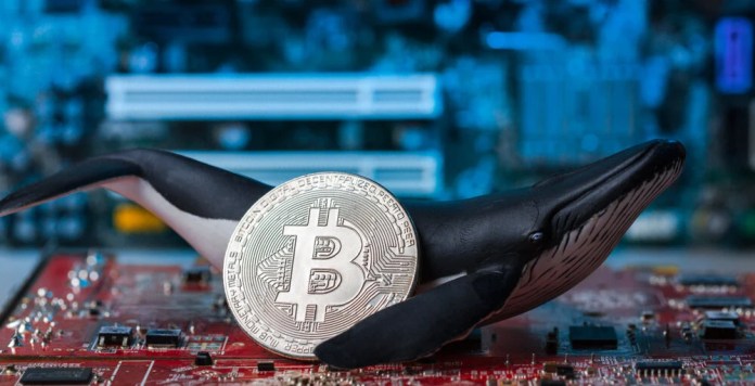 From to Million: Bitcoin Whale Moves BTC Mined 15 Years Ago From to Million: Bitcoin Whale Moves BTC Mined 15 Years Ago