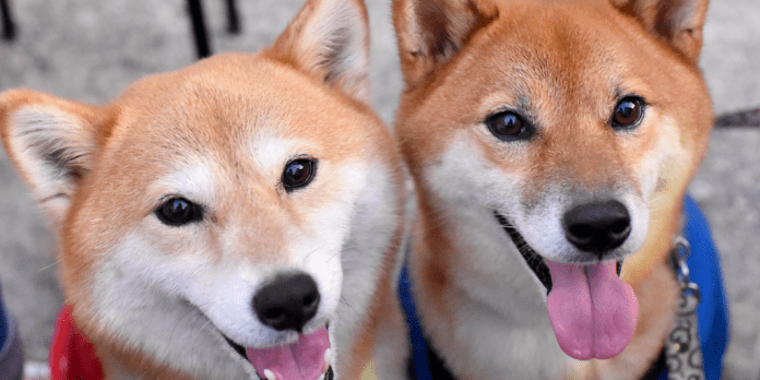Dogecoin Foundation Seeks Backing to Fuel 2025 Plans Dogecoin Foundation Seeks Backing to Fuel 2025 Plans