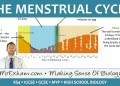 The Menstrual Cycle – GCSE Biology (9-1) The Menstrual Cycle – GCSE Biology (9-1)