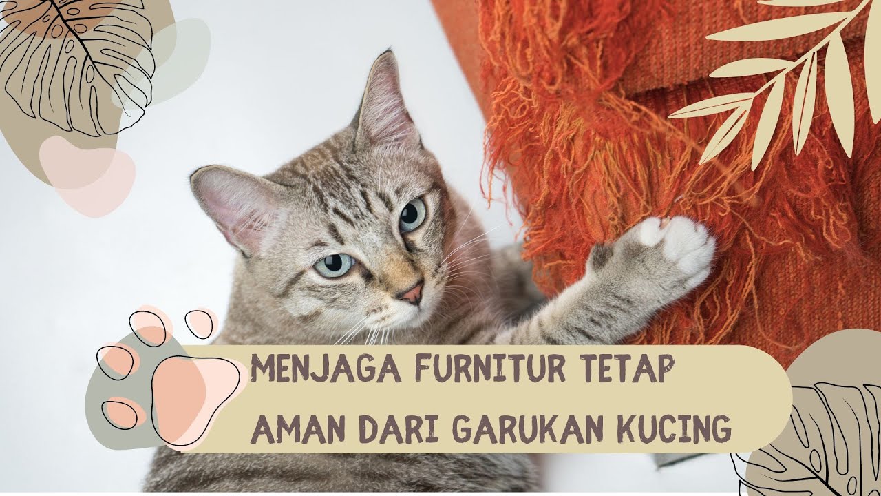 Cara Mengatasi Masalah Cakar Kucing Pada Furnitur Cara Mengatasi Masalah Cakar Kucing Pada Furnitur