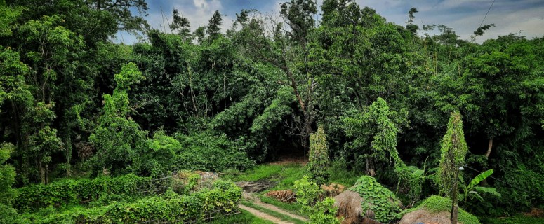 Frühjahrskräuter entdecken: Wilde Heilpflanzen im Garten und in der Natur Frühjahrskräuter entdecken: Wilde Heilpflanzen im Garten und in der Natur