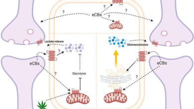 Brain Receptors For Cannabis Could Be Why Some People Are More Resilient Brain Receptors For Cannabis Could Be Why Some People Are More Resilient