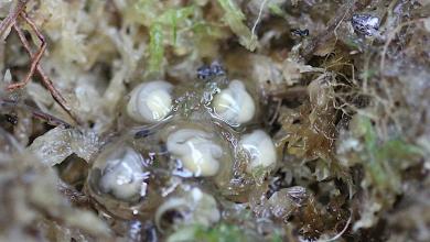 Tiny endangered froglets saved from deadly fungus in dramatic 7,000-mile rescue Tiny endangered froglets saved from deadly fungus in dramatic 7,000-mile rescue