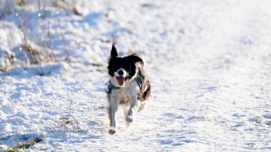 Heavy snow causes travel chaos as flights grounded in Bristol and crashes on M5 Heavy snow causes travel chaos as flights grounded in Bristol and crashes on M5