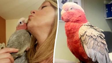 A lost pet parrot spooked by seagulls turns up 20 miles away from home A lost pet parrot spooked by seagulls turns up 20 miles away from home