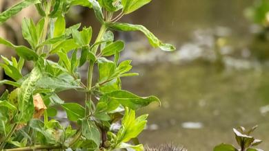‘We’ve been looking for them for decades’ ‘We’ve been looking for them for decades’