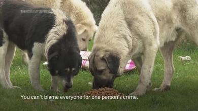 Turkish authorities vow to enforce controversial law to cull stray dogs following death or two-year-old Turkish authorities vow to enforce controversial law to cull stray dogs following death or two-year-old