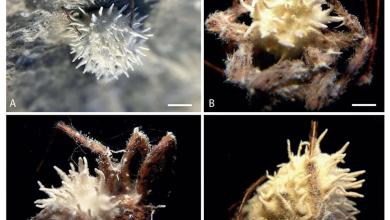 Scientists Discover “Zombie” Fungus That Seizes Control of Spiders, Suggest It Be Used for Human Medicine Scientists Discover “Zombie” Fungus That Seizes Control of Spiders, Suggest It Be Used for Human Medicine