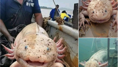 The Origin of Photos Supposedly Showing Giant ‘Axolotl’ Sea Creature The Origin of Photos Supposedly Showing Giant ‘Axolotl’ Sea Creature