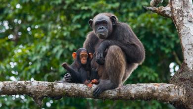 Researchers stunned to discover cause of change in chimpanzee mating behavior: ‘Rarely been demonstrated before’ Researchers stunned to discover cause of change in chimpanzee mating behavior: ‘Rarely been demonstrated before’