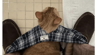 I Cackled So Hard I Almost Chipped My Tooth Laughing At These 19 Funny Pet Tweets I Cackled So Hard I Almost Chipped My Tooth Laughing At These 19 Funny Pet Tweets