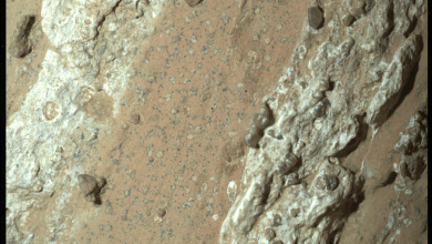 ‘Poppy seeds’ and ‘leopard spots’ on Mars could hint at ancient microbial life ‘Poppy seeds’ and ‘leopard spots’ on Mars could hint at ancient microbial life