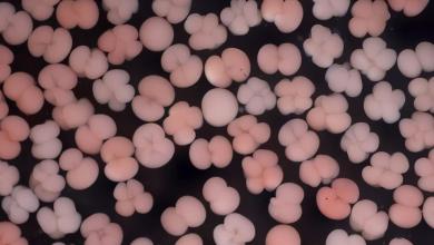 The man on a mission to save coral reefs – by growing them in London The man on a mission to save coral reefs – by growing them in London