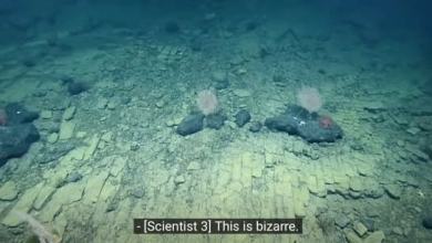 Scientists Discovered a ‘Yellow Brick Road’ at The Bottom of The Pacific Ocean Scientists Discovered a ‘Yellow Brick Road’ at The Bottom of The Pacific Ocean
