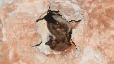 Scientists stunned by rare sighting of creature thought to be extinct for decades: ‘A remarkable discovery’ Scientists stunned by rare sighting of creature thought to be extinct for decades: ‘A remarkable discovery’