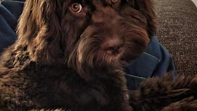 Grandmother ‘nearly drowned’ in sinkhole while trying to save her dog Grandmother ‘nearly drowned’ in sinkhole while trying to save her dog