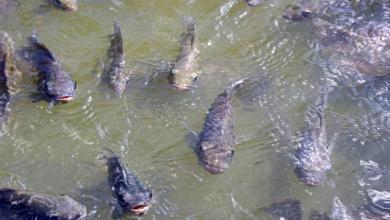 ‘Detecting them early will be key’ ‘Detecting them early will be key’