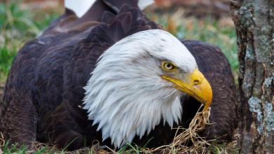 Murphy The Bald Eagle Passes After Severe Weather Murphy The Bald Eagle Passes After Severe Weather