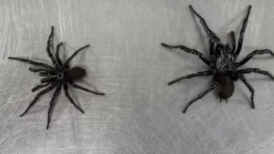 World’s Deadliest Spider Has Been Harboring a Killer Secret World’s Deadliest Spider Has Been Harboring a Killer Secret
