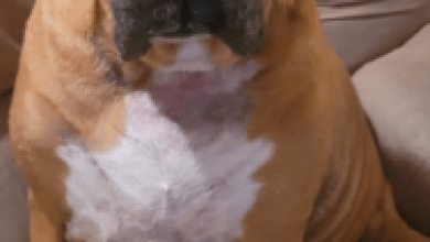 El Paso Police ask for your help in missing woman, dog last seen in Upper Valley El Paso Police ask for your help in missing woman, dog last seen in Upper Valley