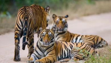 ‘It’s not the human density’ ‘It’s not the human density’