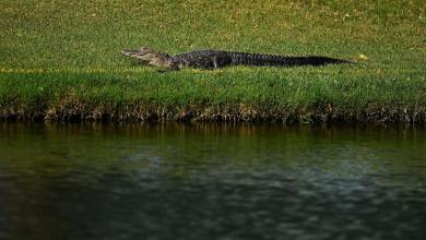 Quick-thinking wife saves husband from alligator attack in South Carolina retirement community Quick-thinking wife saves husband from alligator attack in South Carolina retirement community