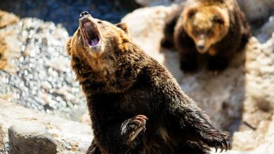 Why Wall Street’s biggest bear isn’t budging on his calls after Trump tariff pause Why Wall Street’s biggest bear isn’t budging on his calls after Trump tariff pause