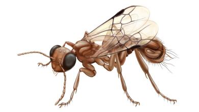 Bizarre creature preserved in 99 million-year-old amber was ‘beyond imagination,’ scientists say Bizarre creature preserved in 99 million-year-old amber was ‘beyond imagination,’ scientists say