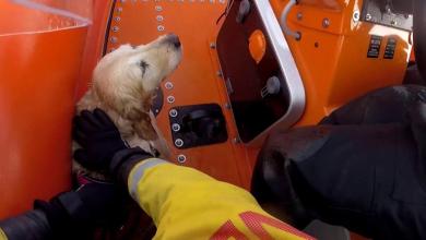 Golden retriever rescued after being swept out to sea Golden retriever rescued after being swept out to sea