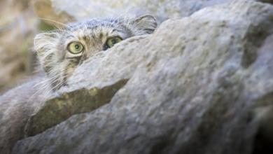 ‘More elusive than the snow leopard’ ‘More elusive than the snow leopard’