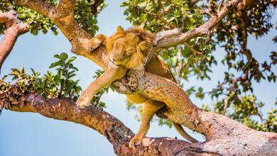 The world’s most dangerous countries, according to the Foreign Office The world’s most dangerous countries, according to the Foreign Office