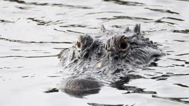 Alligator attacks woman paddling in Polk County: FWC Alligator attacks woman paddling in Polk County: FWC