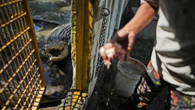 Crocodile attacks in Indonesia are on the rise. It’s left residents on edge Crocodile attacks in Indonesia are on the rise. It’s left residents on edge