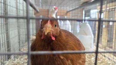 Trump’s team wants vaccines to stop bird flu. RFK Jr. says it could turn ‘flocks into mutation factories’ Trump’s team wants vaccines to stop bird flu. RFK Jr. says it could turn ‘flocks into mutation factories’