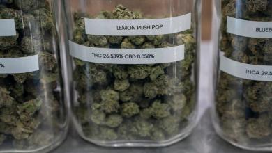 Marijuana smell alone cannot justify police search of vehicle Marijuana smell alone cannot justify police search of vehicle