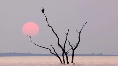 ‘This trend is projected to continue’ ‘This trend is projected to continue’