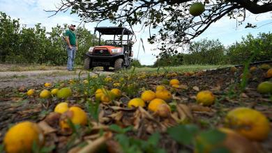Major Florida grower to end citrus operations after years of hurricanes and tree disease Major Florida grower to end citrus operations after years of hurricanes and tree disease