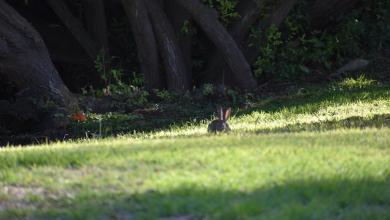Experts celebrate rediscovery of rare species 120 years after it went missing: ‘I was completely amazed’ Experts celebrate rediscovery of rare species 120 years after it went missing: ‘I was completely amazed’