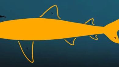 Scientists Reveal a Crucial Surprise About The Mega-Shark Scientists Reveal a Crucial Surprise About The Mega-Shark