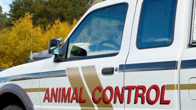 Tallahassee Police round up dogs that attacked person, causing serious injuries Tallahassee Police round up dogs that attacked person, causing serious injuries