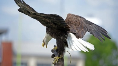Georgia Southern community shares memories of beloved live eagle mascot Freedom Georgia Southern community shares memories of beloved live eagle mascot Freedom